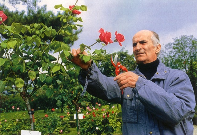 Луи де Фюнес и его особенные розы