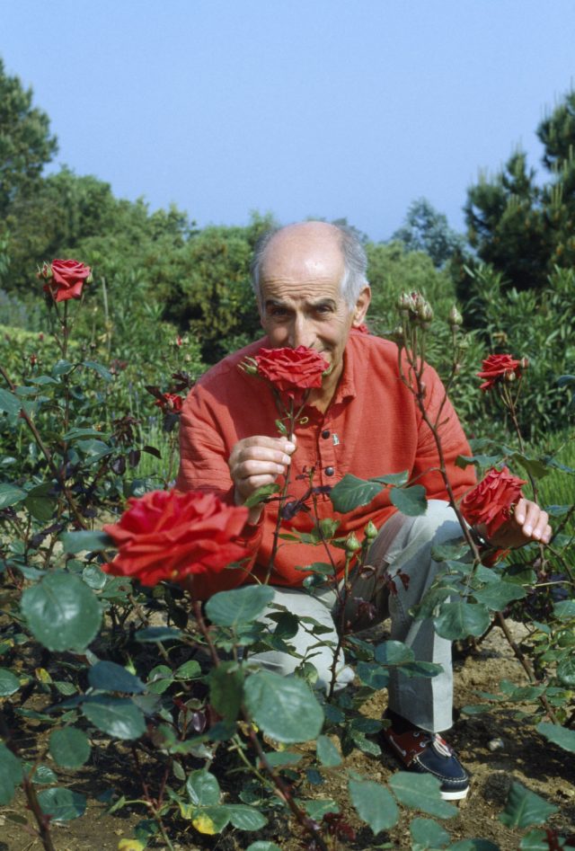 Луи де Фюнес и его особенные розы