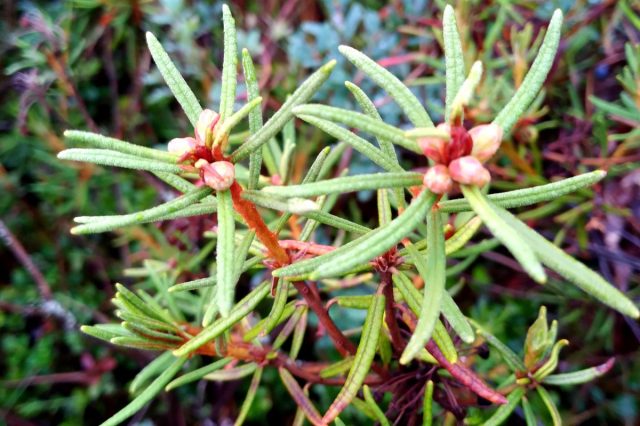 Симпатично выглядят верхние побеги багульника, опушённые рыжей шёрсткой, с узкими зелёными, редко усаженными на них листиками