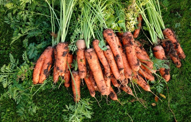 Морковь без термообработки в разы богаче витаминами, а рыжая красавица всегда аппетитно выглядит на столе