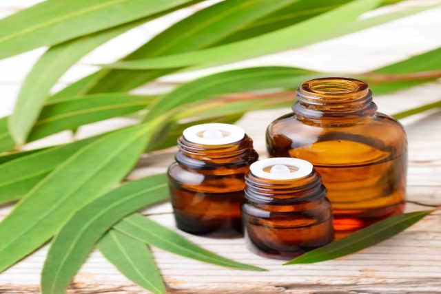 Эвкалиптовое масло — хороший вариант натурального пестицида против ос, плодовых мушек и мух