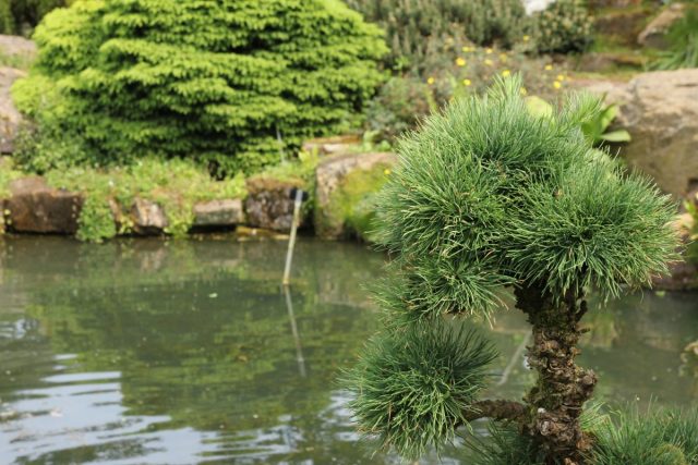 Берега искусственного пруда, ручья или каскада – идеальное место для хвойных растений
