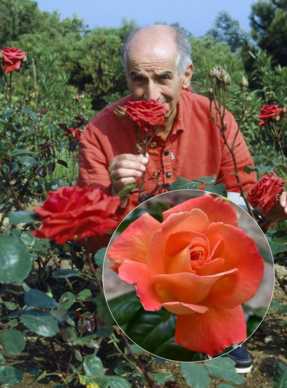 69859 Луи де Фюнес и его особенные розы