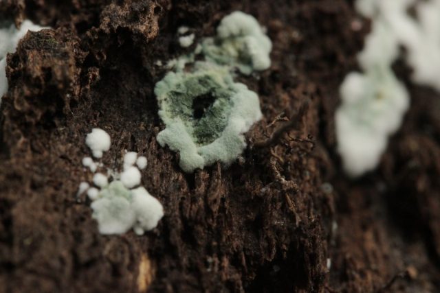 Триходермы в процессе своего роста и развития способна подавлять жизнедеятельность более полусотни разных вредных грибов