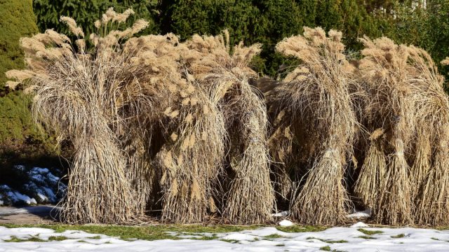 Нужно ли обрезать и укрывать злаки — разбираемся в особенностях зимовки декоративных трав