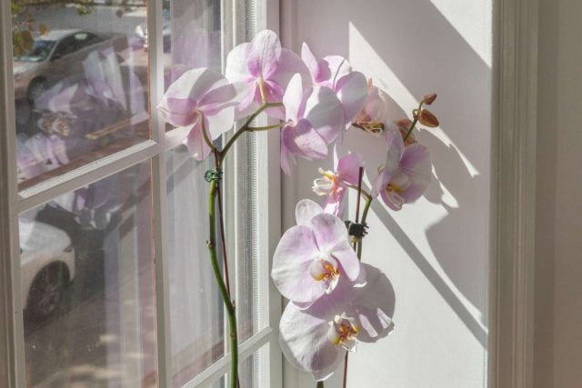Орхидея любит солнышко, но от прямых лучей страдает и начинает увядать