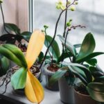 70706 Почему вянет орхидея — 7 распространённых причин