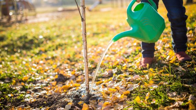 Тщательно полейте сад до того, как земля замерзнет, особенно ​​если стоит сухая осень