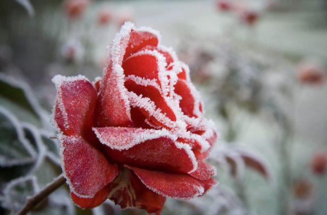 Там, где розы будут зимовать под укрытием, в сухую и слабоморозную погоду пора заняться упаковкой