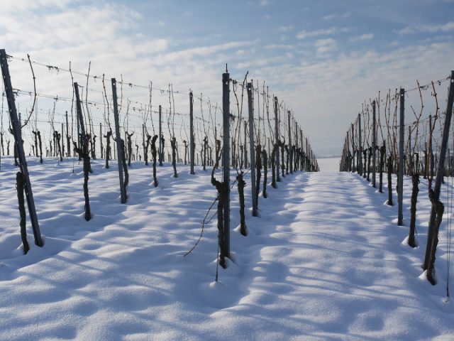 Лучшее время для укрытия лоз винограда на зиму – октябрь. В течение 3-5 дней должна быть температура от –5° до –8° (но не больше –10°)