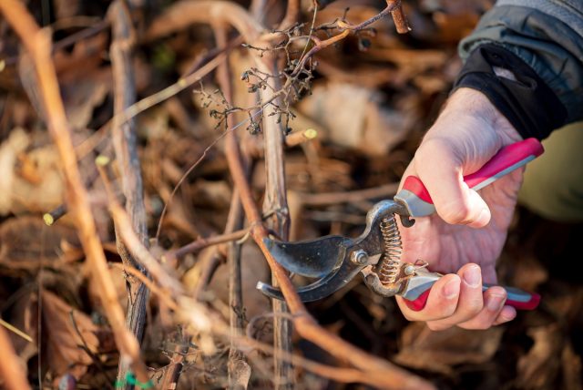 Всё о подготовке винограда к зиме — как правильно обрезать, заготовить черенки и укрыть лозу?
