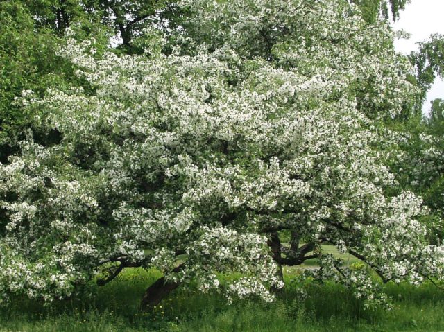 Сибирская ягодная яблоня (Malus baccata)