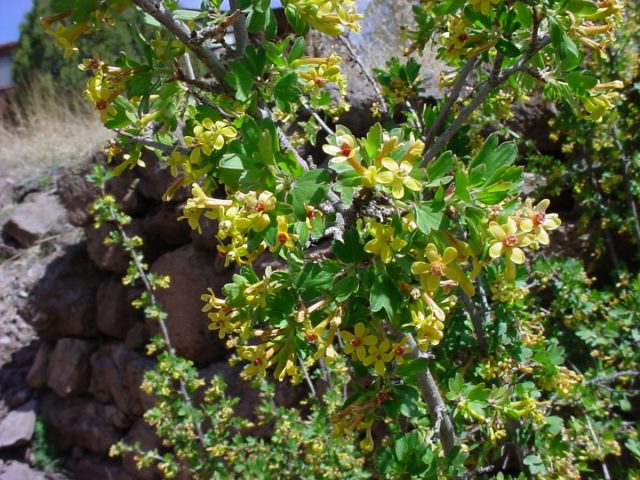 Золотистая смородина (Ribes aureum)