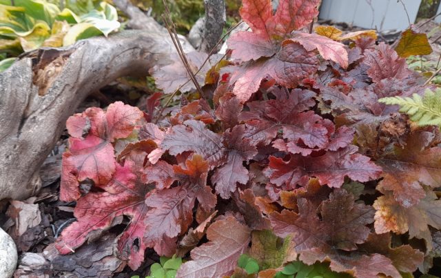 Мою любимую гейхеру «Пич Фламбе» (Heuchera 'Peach Flambe') осенью просто не узнать, такие нарядные у нее становятся листья