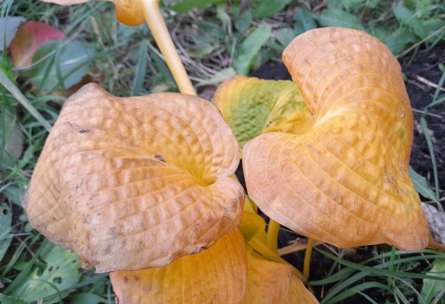 При первых легких заморозках листва хосты не гибнет, а окрашивается в яркие желтые тона