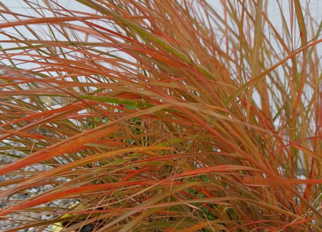 Ковыль тростниковый «Фейерверк» осенью действительно превратился в фейерверк из красных, оранжевых и желтых листьев