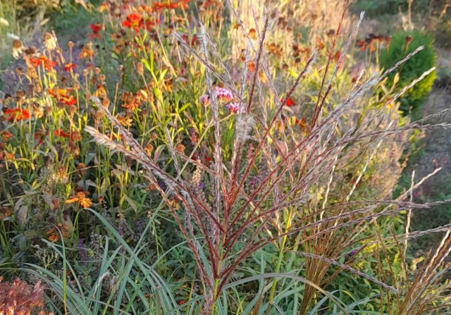 Король осеннего цветника – мискантус, элегантные метелки которого появляются как раз осенью