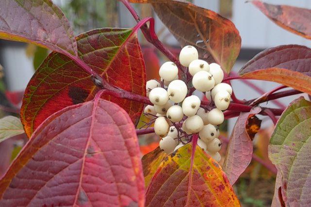 Дерен белый «Кессельринги» (Cornus alba 'Kesselringii') примечателен благодаря гроздям ярко-белых плодов