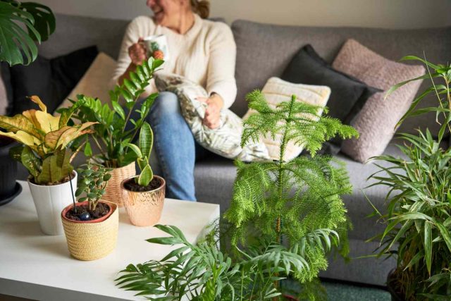 Лучшие комнатные растения для вашего знака зодиака