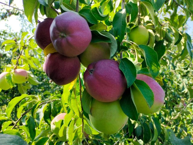 Чаще всего у яблок встречается округло-коническая (с сужением к «носику»), чуть приплюснутая форма, например, «Вильямс Прайд»