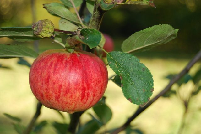 Полосатые яблоки нередки, к примеру, сорт «Коричное полосатое»