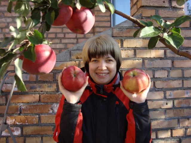 У сорта «Апорт Алматинский» каждое яблоко по 500-600 граммов