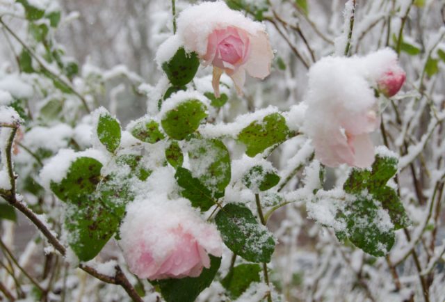 Если в декабре еще нет должного снежного покрова, а температура уже опускается до -15 градусов, то это может быть губительно для роз
