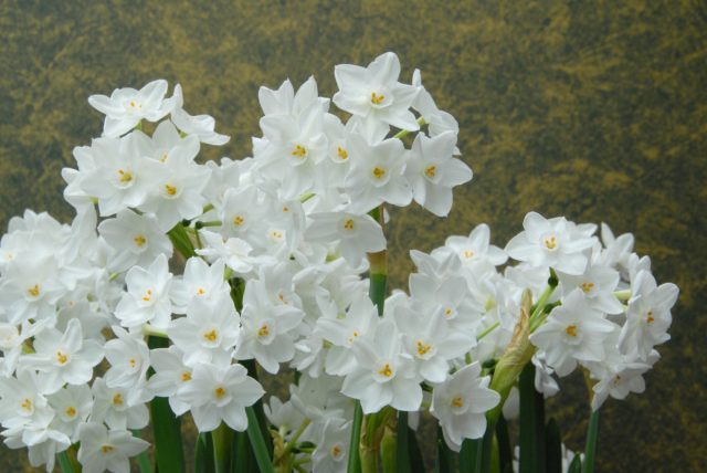 Букетные нарциссы (Narcissus tazetta) отличаются сильным ароматом и множеством цветков