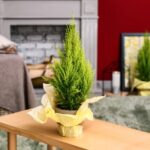 74604 Домашняя елка: хвойные растения, которые можно выращивать в квартире