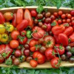 73264 Дорогу новинкам — 16 новых сортов помидоров