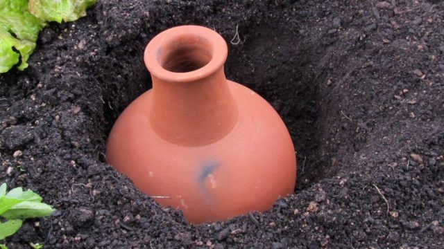 Древняя техника полива растений — что такое олла и как она вам пригодится