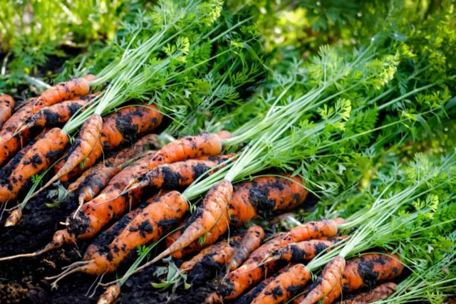 Вспомните как сложно и муторно полоть и раздергивать молодую морковь