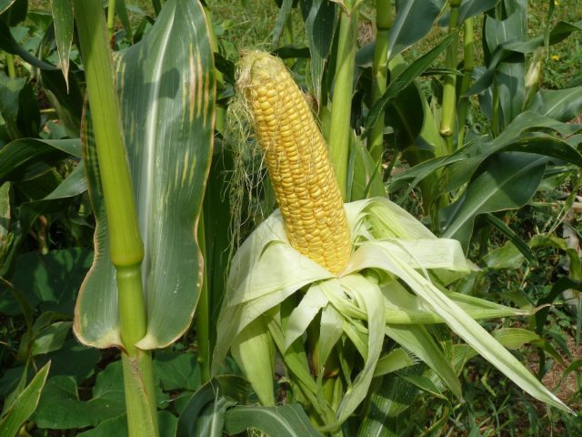 Для приличного урожая, котором предшествует качественное переопыление растений, придется посадить относительно большой участок кукурузы