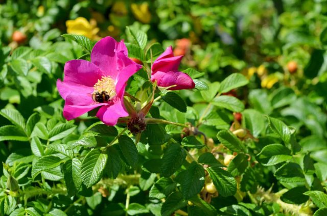 Из розы ругоза (Rosa Rugosa) получает превосходная колючая ширма, защищающая от грабителей и животных