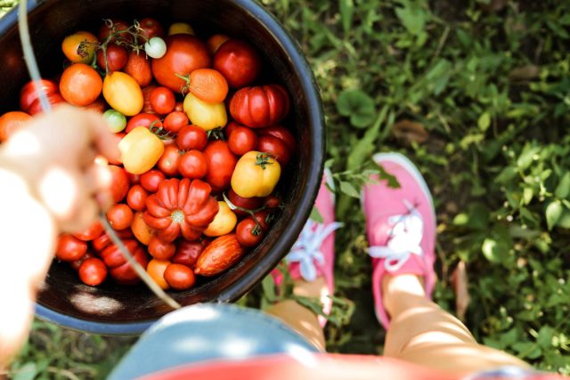 От гигантов до черри: лучшие томаты, которые я выращивала на своем участке