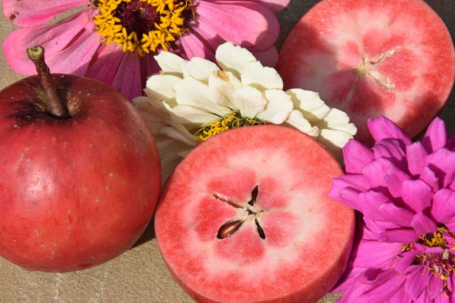Сортосерия «Редлав» обладает малиновым цветкам, красноватым оттенкам побегов и черешков листьев, красномясыми вкусным яблокам