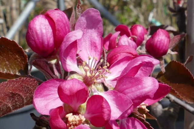 У сорта «Байя Мариса» ('Baya Marisa') тоже вся мякоть плода красная, малиновые цветки, багровые тона у коры побегов и черешков листьев