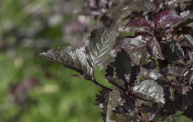 «Краснолистная ТСХА» - среднерослое деревце с пурпурными листьями, вкусными крупными красно-фиолетовыми плодами