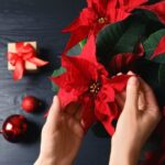 73529 Создаем новогоднее настроение — 10 растений для любимого праздника