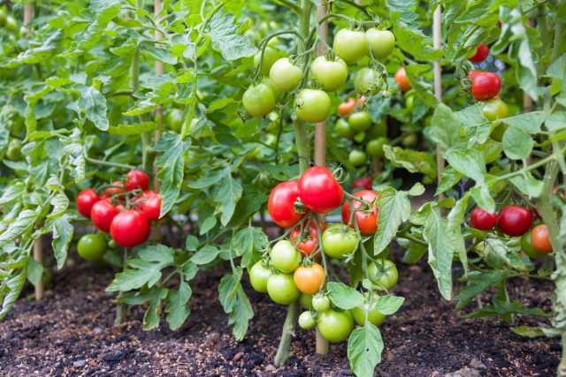 Технически, помидоры — это субтропические растения, им необходима плодородная, хорошо дренируемая почва с pH от 5,5 до 7,0
