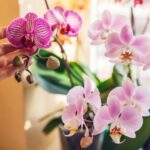 76286 Без гнили и клеща: как выбрать орхидею фаленопсис при покупке