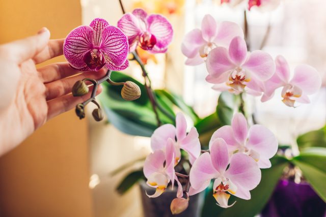 Без гнили и клеща: как выбрать орхидею фаленопсис при покупке