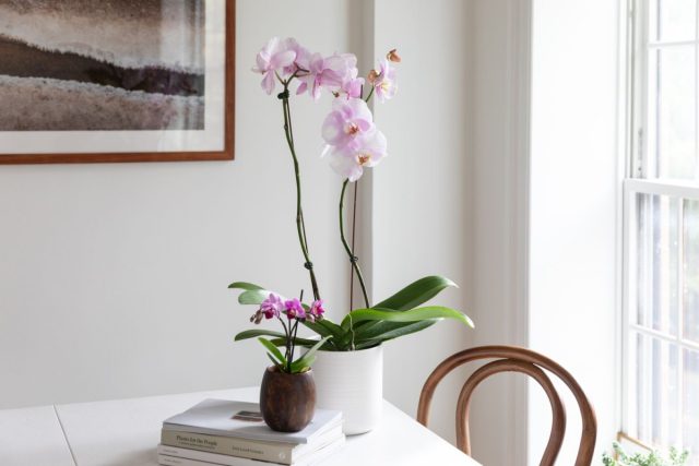 Дайте орхидее время, чтобы она постепенно привыкла к новым условиям, и только потом снимите утепление.
