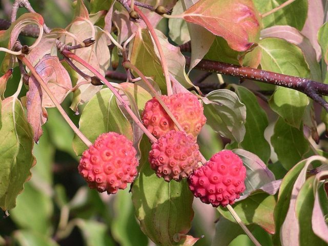 Съедобные плоды кизила японского - двух- или трёхсантиметровые красные шарики, структурой похожие на малину или сросшиеся в шарик мелкие ягоды