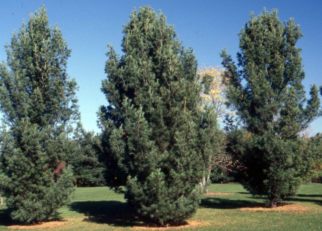 Сосна Веймутова «Фастигиата» (Pinus strobus ’Fastigiata’)