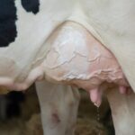 77726 Как распознать мастит у коровы — симптомы и способы профилактики
