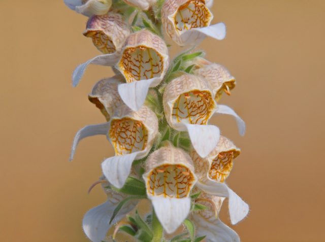 Отдельный цветок в форме чашеобразной трубки имеет величину около 2-2,5 см. Цветки кремово-белые с коричневатыми прожилками и кремовой нижней губой, загибающейся вниз