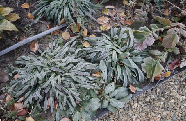 Наперстянка шерстистая – зимнезеленое растение, в конце осени ее листочки приобрели красноватый оттенок, и в таком виде она и ушла в зиму