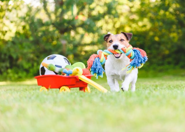 С чем играть собаке: запрещенные игрушки и их лучшие аналоги
