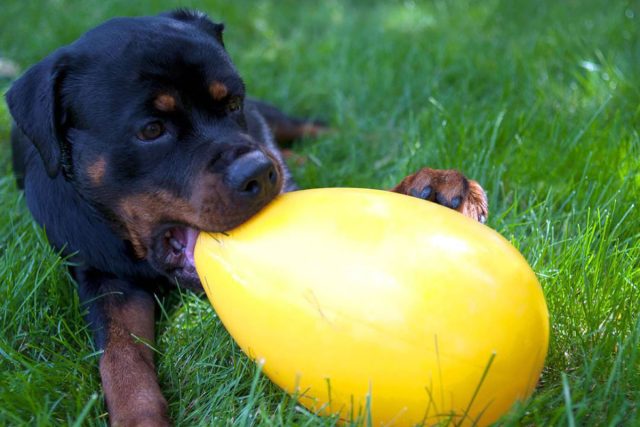 Благодаря форме яйца, мяч просто выскальзывает из пасти собаки, да и лапами его удержать сложно